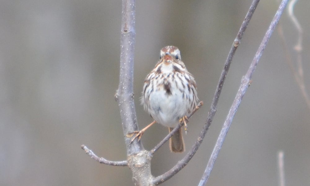 Song-sparrow-SJF