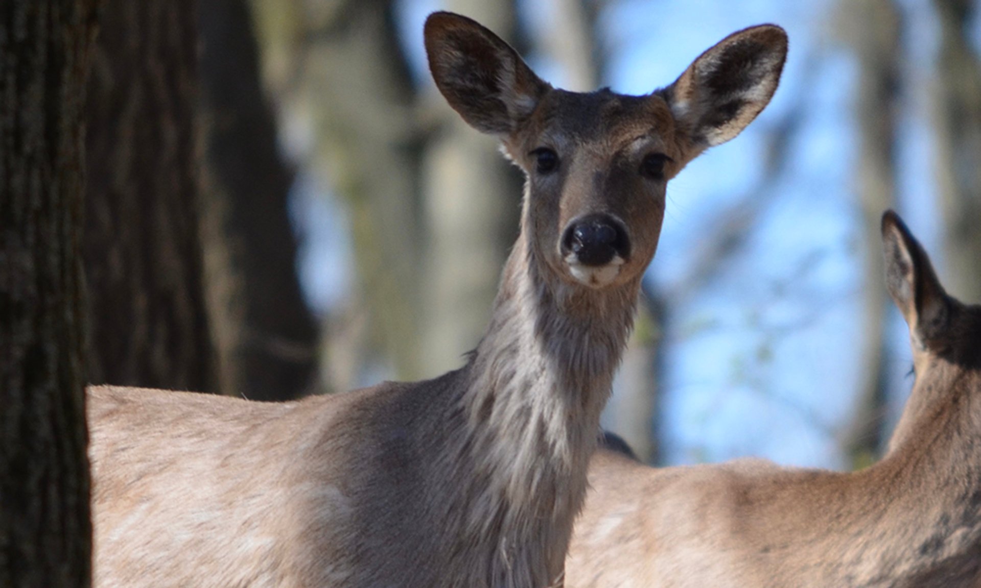 john-cebula-deer-elsenbs-hill