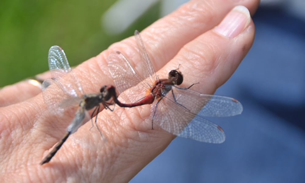 Lincoln-Marsh-dragonflies-fran-glowinski