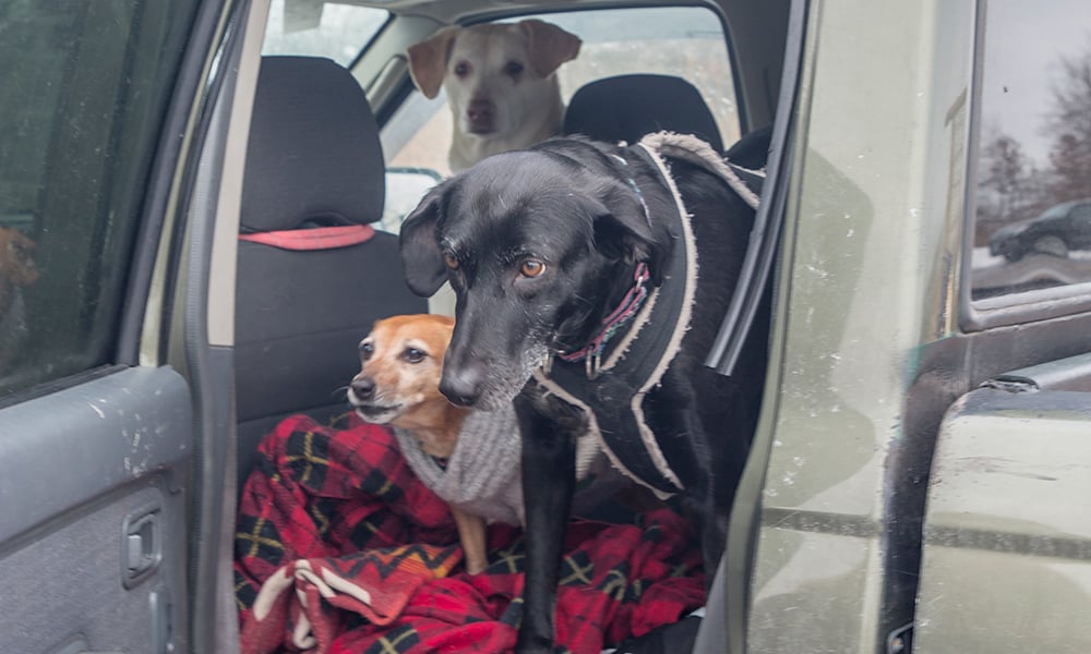 Maizie-Carol-Sally