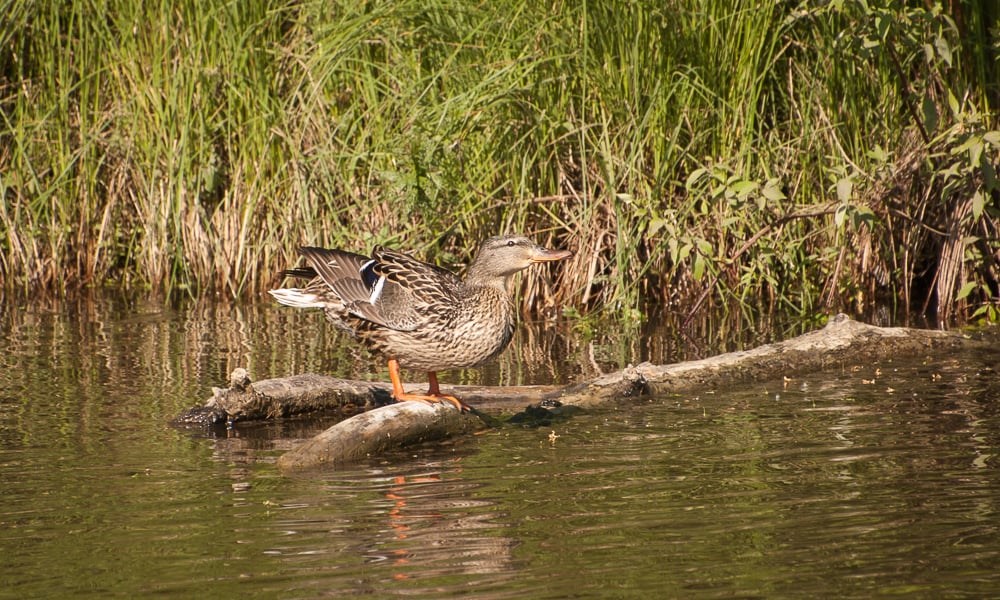 Mallard-Hen