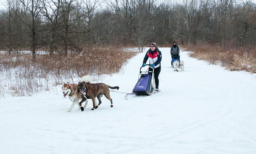 Melissa-Derek-sled-1000x600