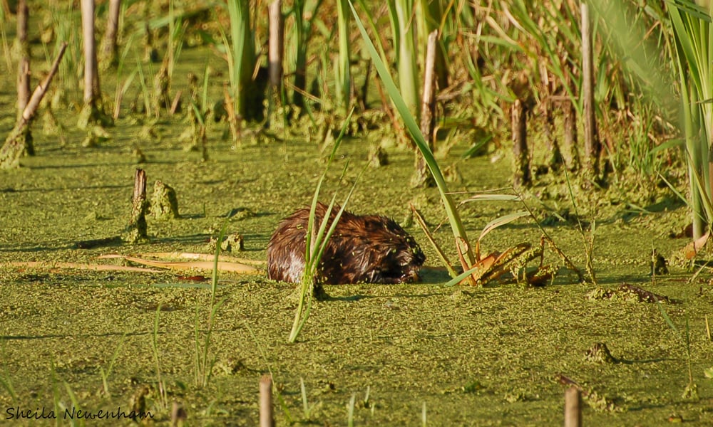 Muskrat