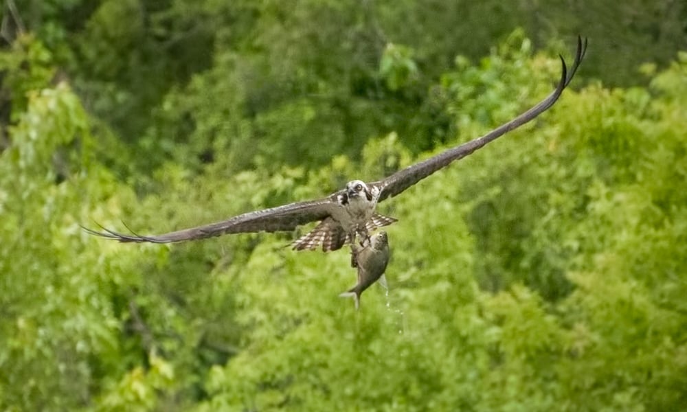 Osprey-Catch