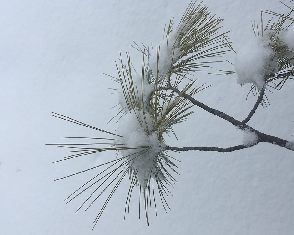 pine-in-snow-1000x800