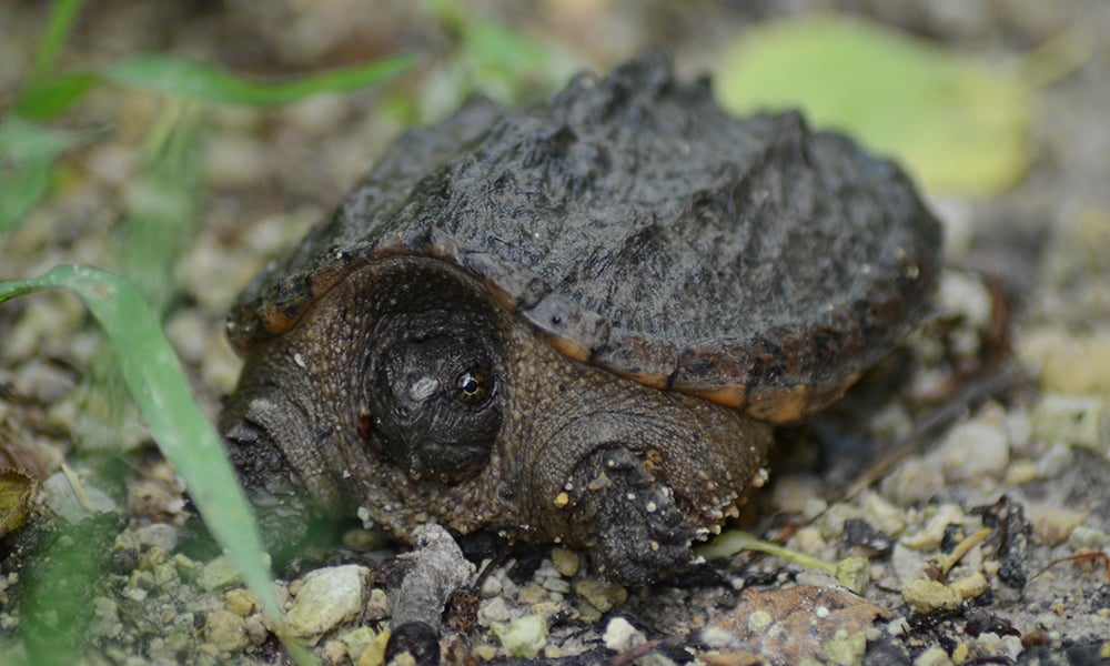 turtle-DSC-7909-1000x600