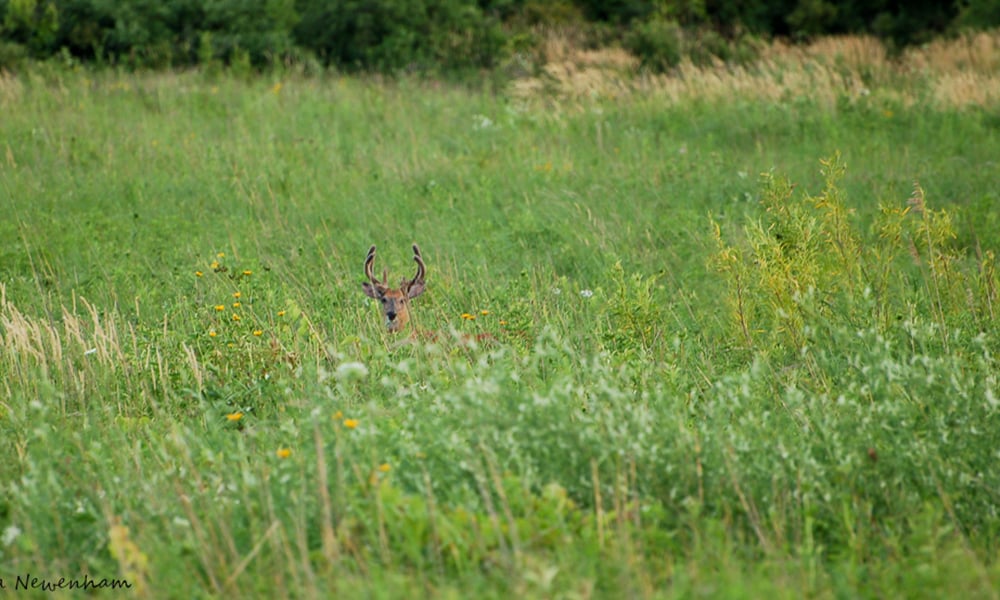 Summer-Deer