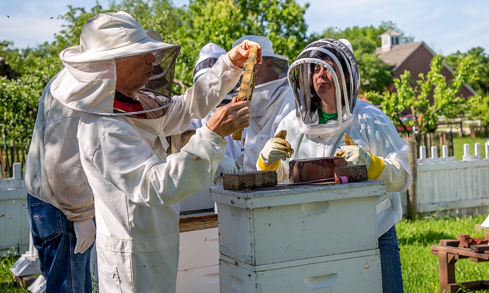 alicia-beekeeping