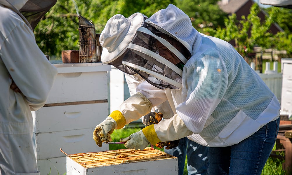 alicia-checking-hives