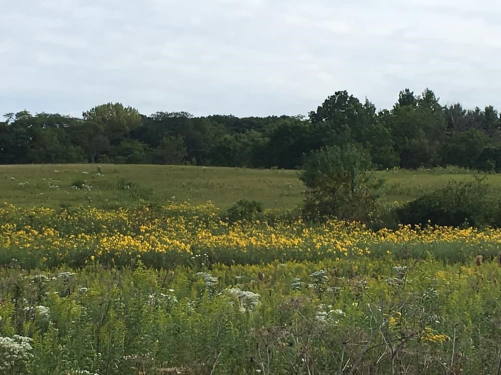 all- the-yellow-flowers