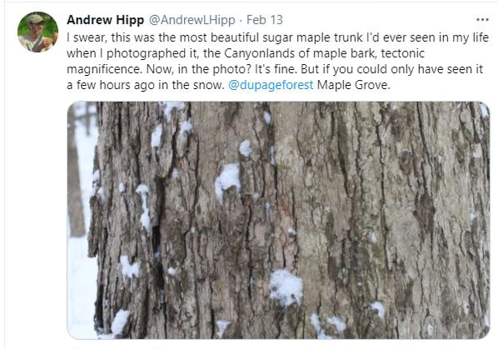 andrew-hipp-tweet-maple-tree