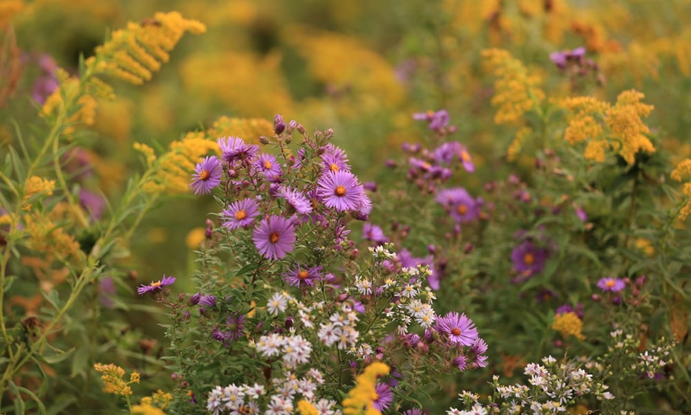 asters-mcleod