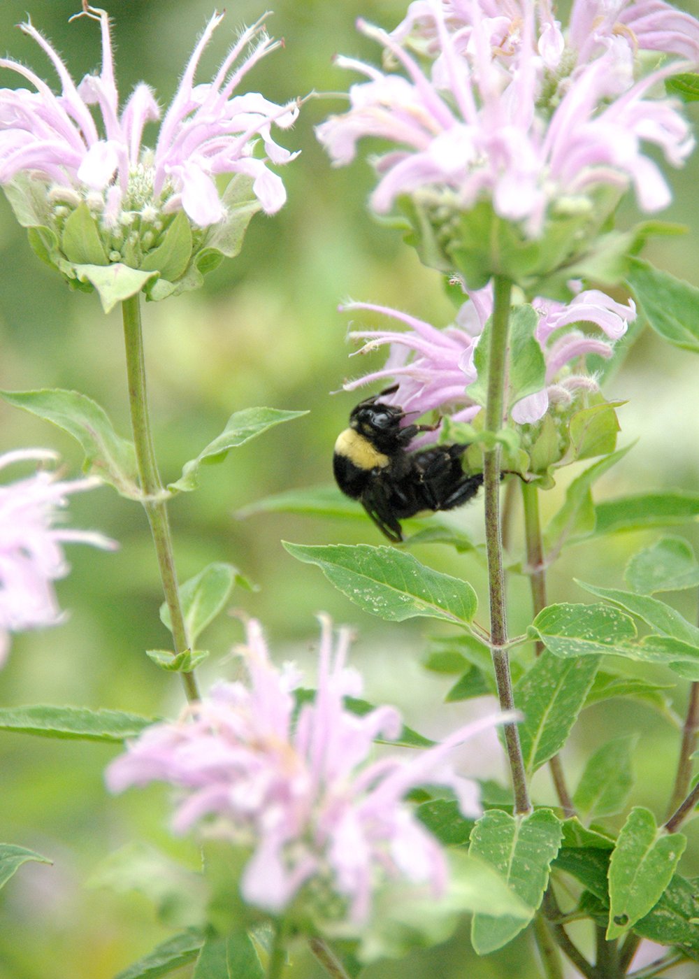 bee-wild-bergamot-judith-horsley