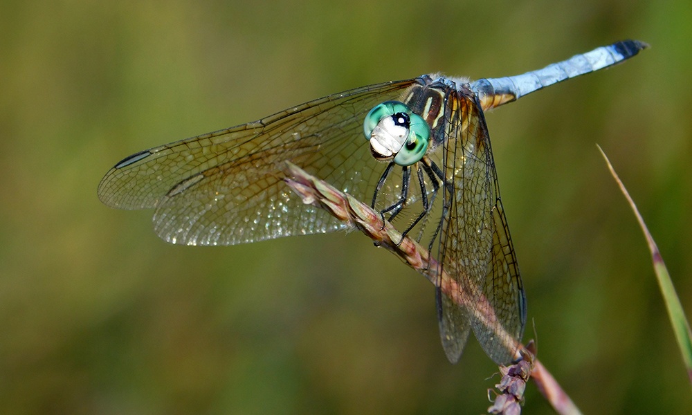 blue-dasher-Oldfield-Oaks