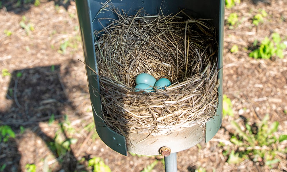 bluebird-eggs