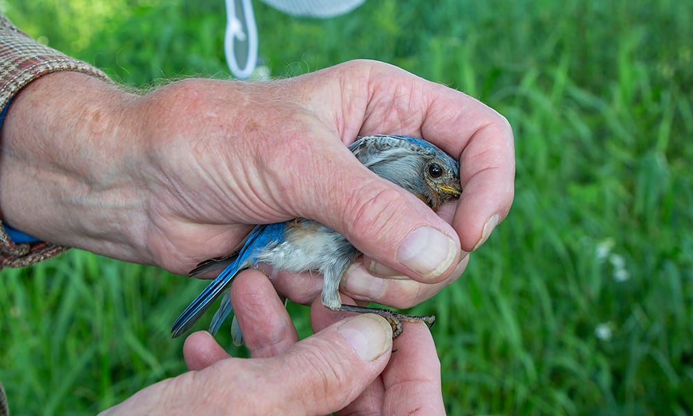 bluebird-hands-2