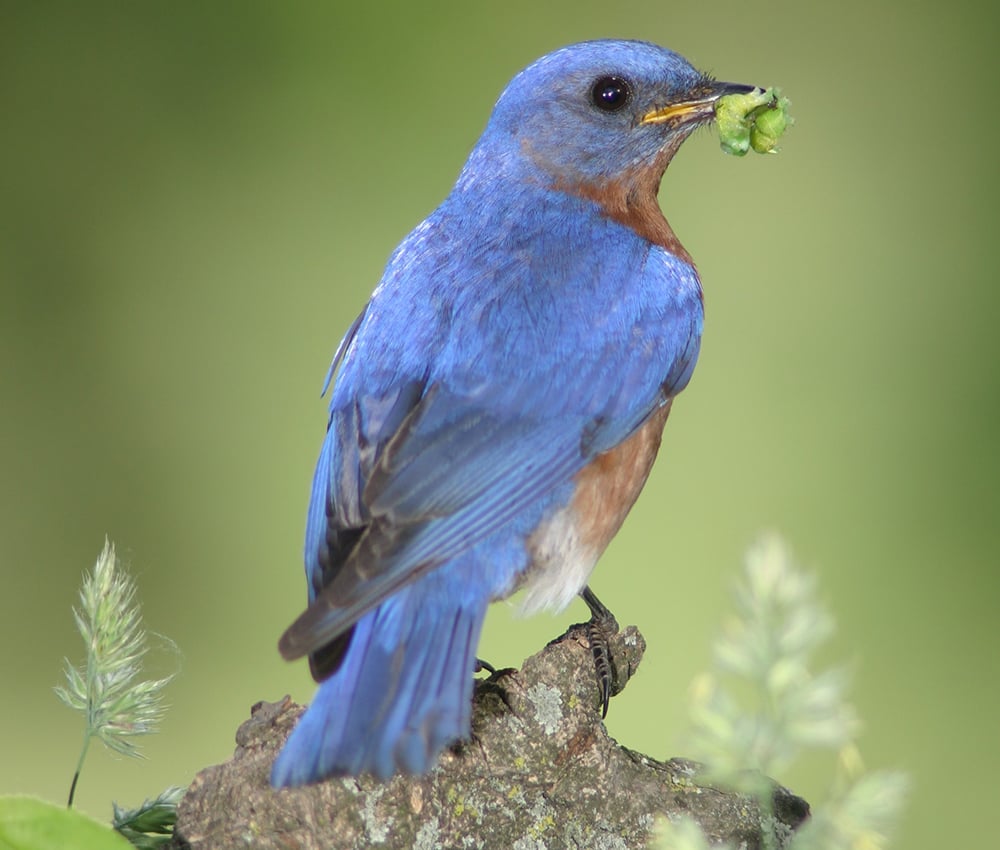 bluebird-ron-olsen-2