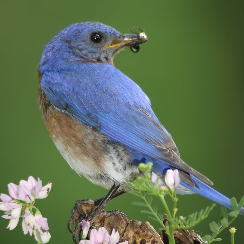 bluebird-ron-olsen