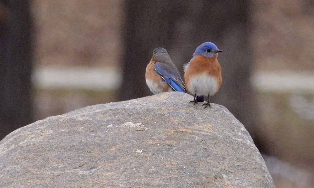 bluebirds-bob-bates