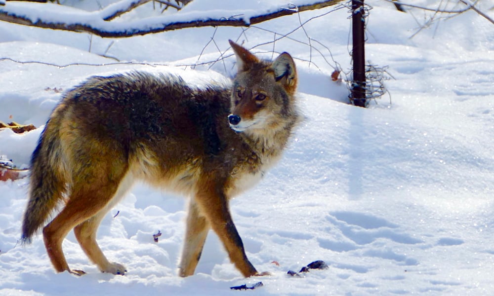coyote-winter-Chuck-Lincoln