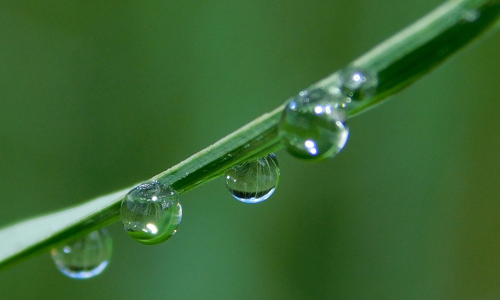 dew-drops-Oldfield-Oaks