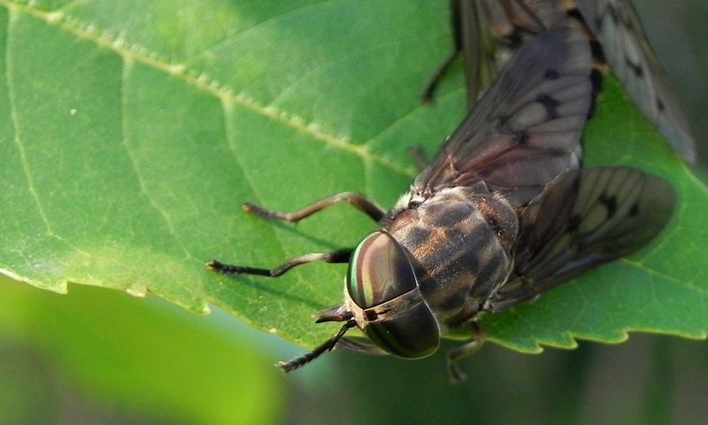 fly-calendar