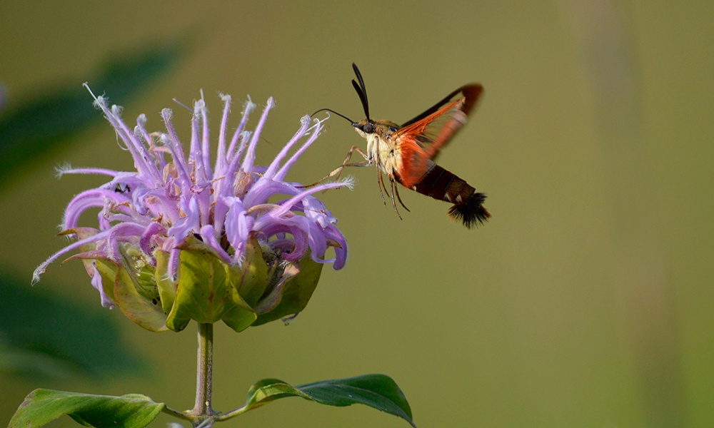 hawkmoth