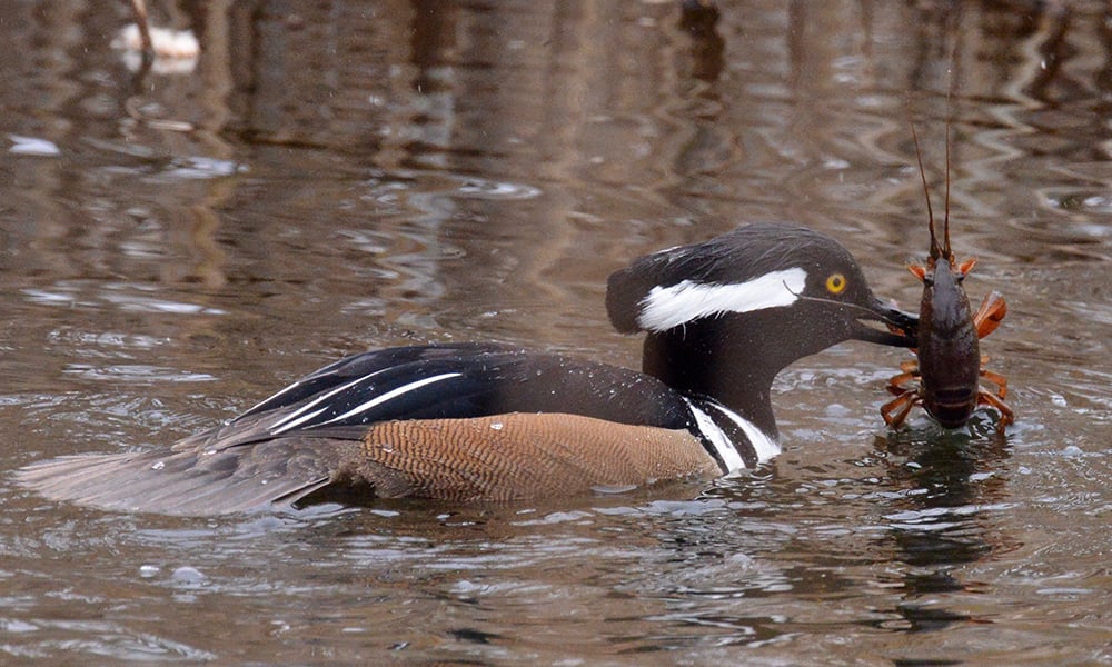 hooded-merganser-bob-bates