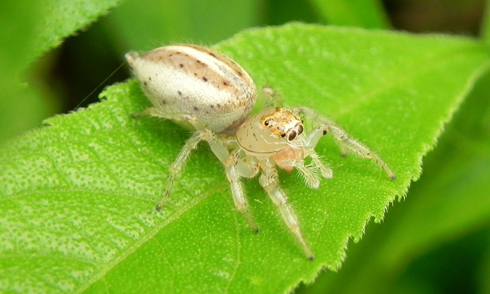 jumping-spider