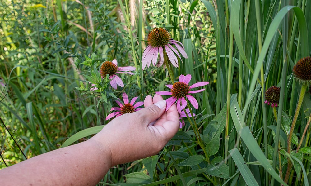 lorinda-hand-coneflower-2