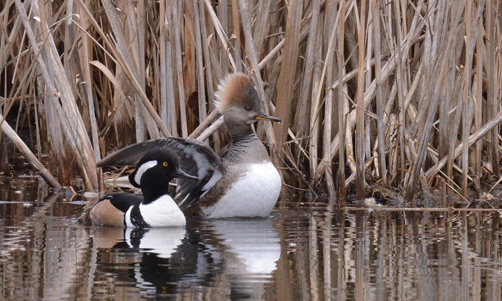 merganser-pair-2-bates