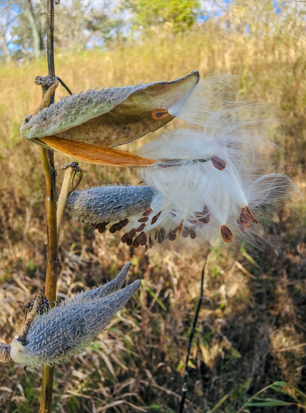 milkweed-1000x1350