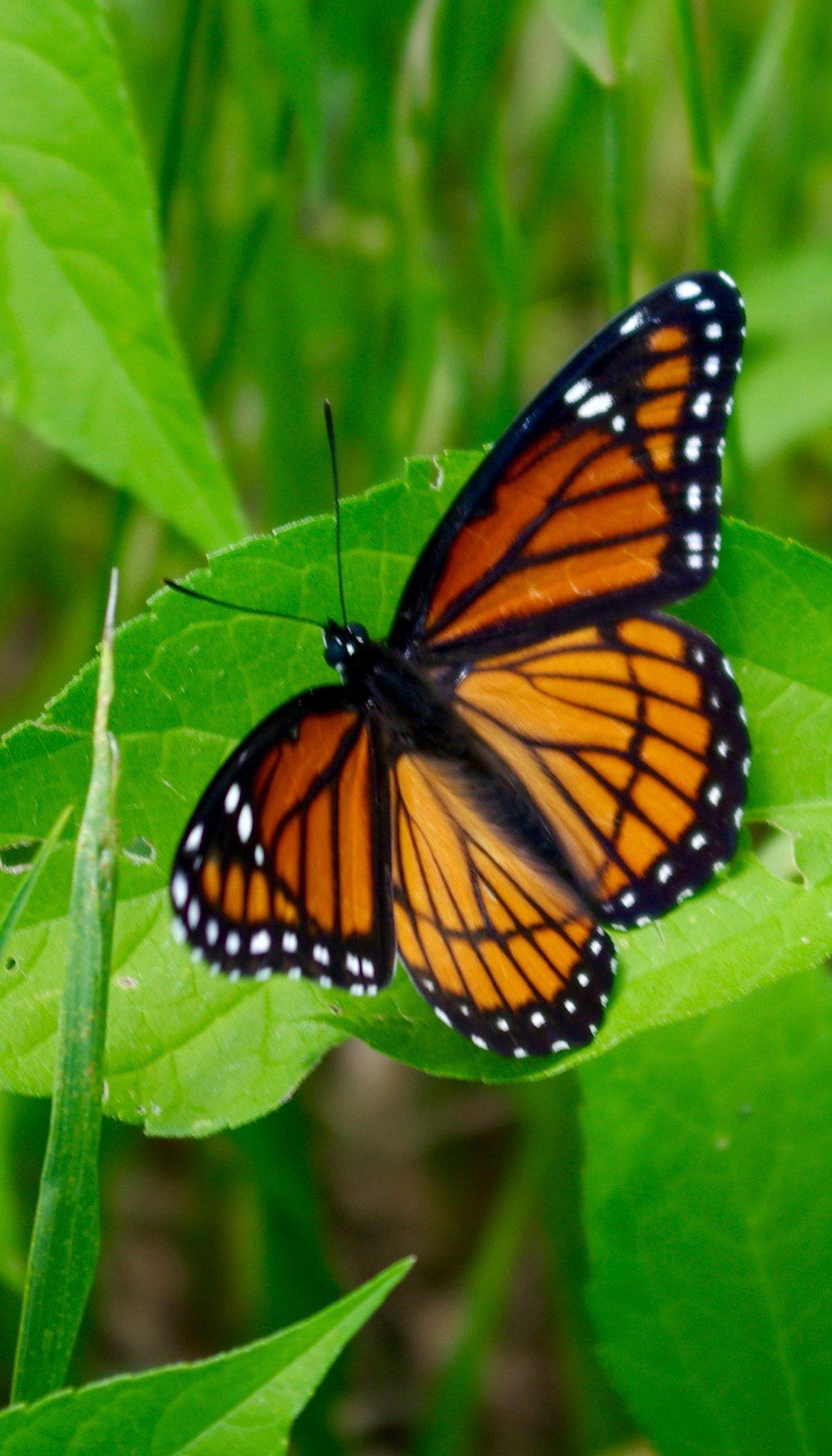 monarch-butterfly-judith-horsley
