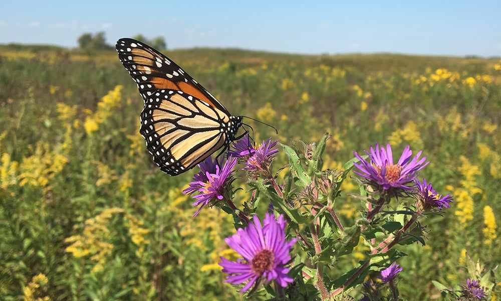 monarch-on-aster