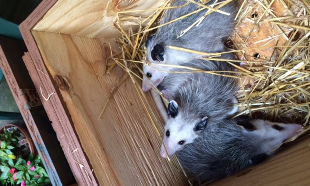 opossums-in-box-Nina-Hulet