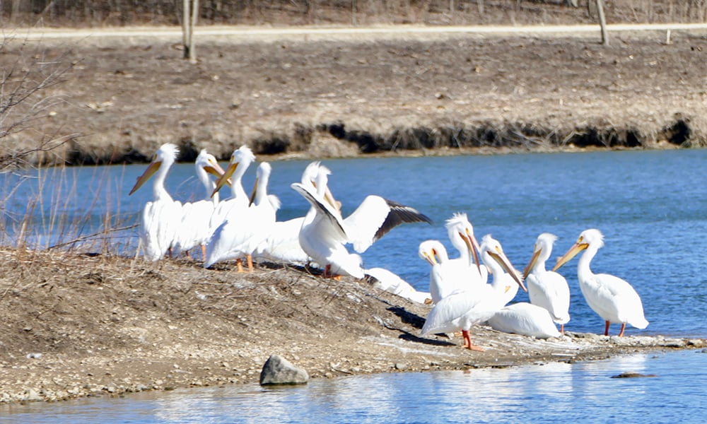 pelicans-cropped-Chuck-Lincoln