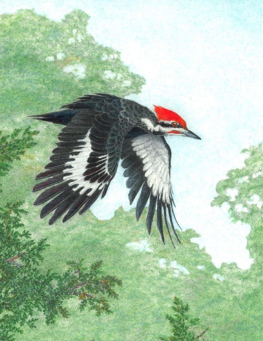 pileated-denis-kania-drawing