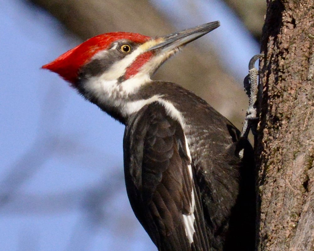 pileated-woodpecker-bob-bates