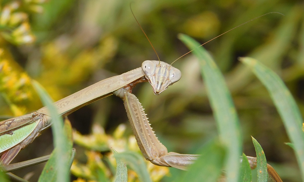 praying-mantis