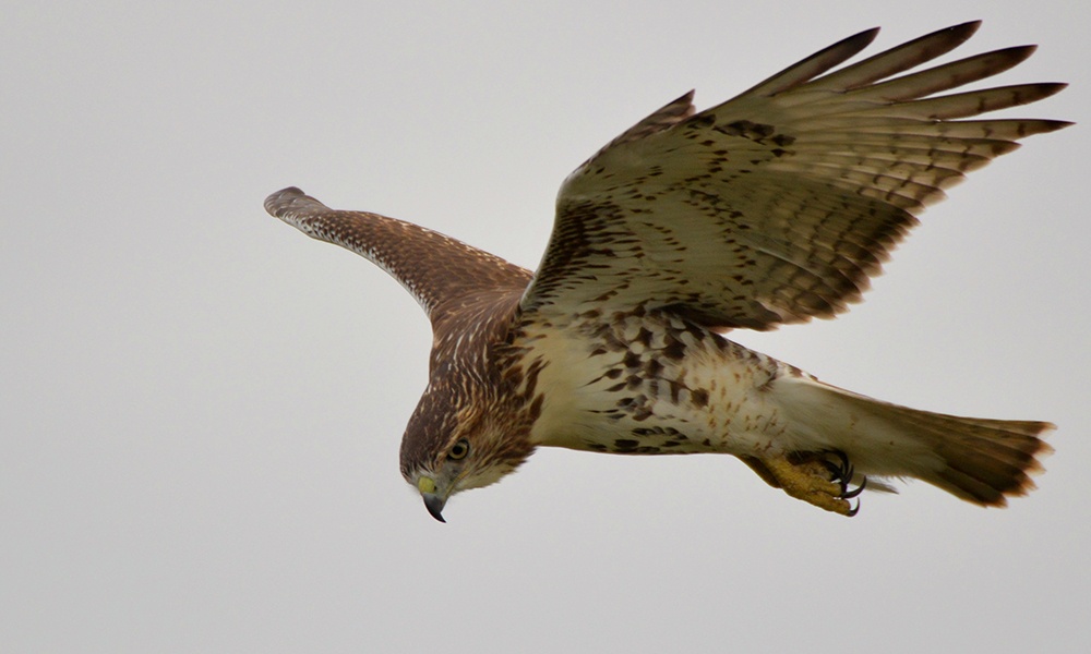 red-tailed-hawk-katherine-howard