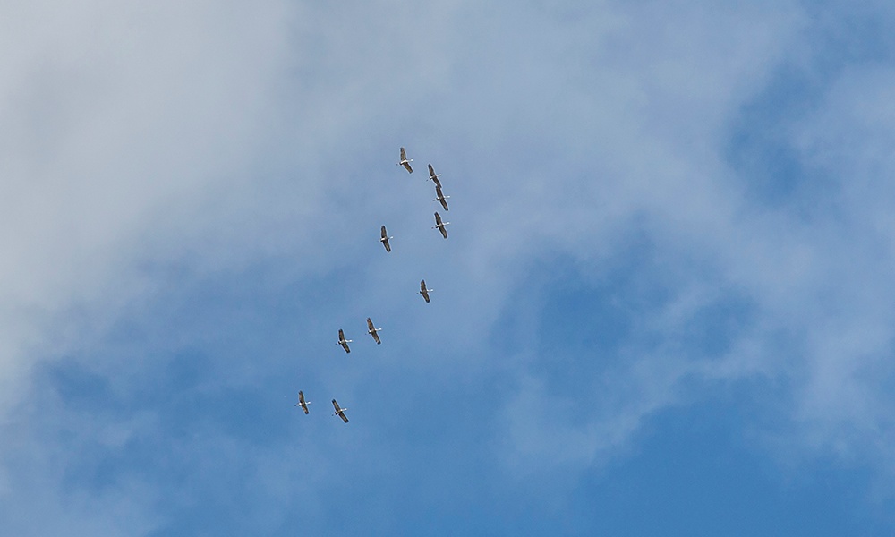 sandhill-cranes