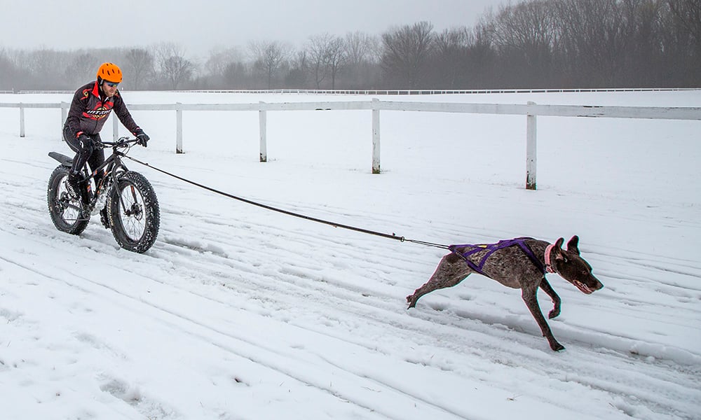 sean-bella-bikejoring-2