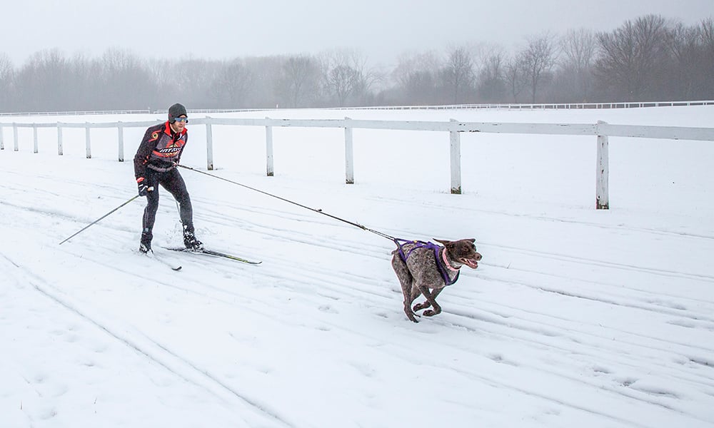 sean-bella-skijoring