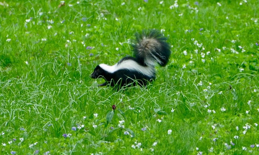 skunk-Chuck-Lincoln