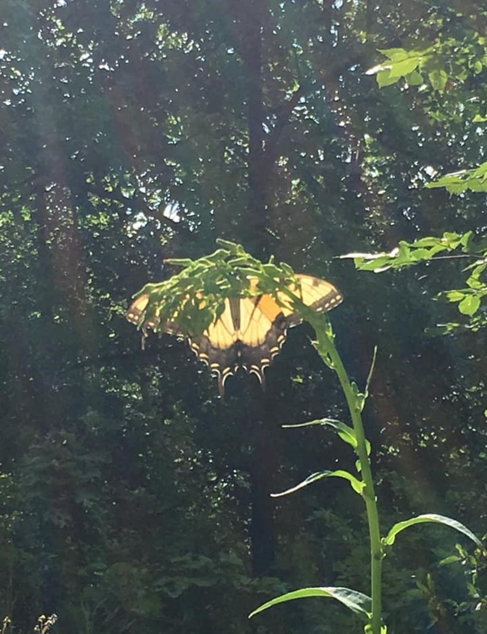 swallowtail-and-sunlight