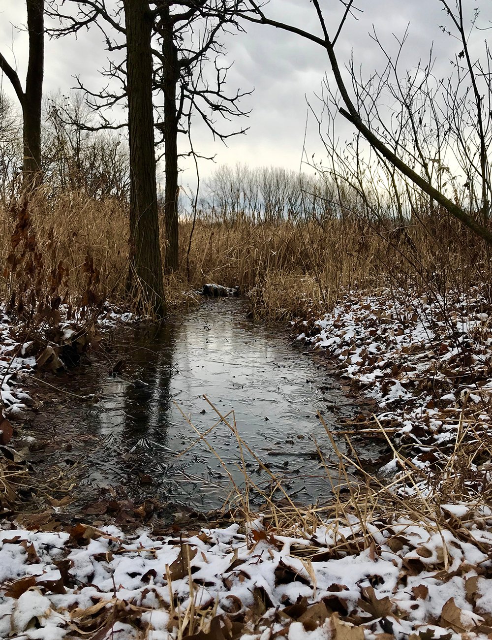 winterlincolnmarsh-web