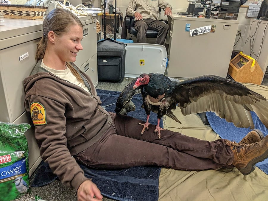 A turkey vulture stands on the leg of a woman who is seated on the floor of an office.