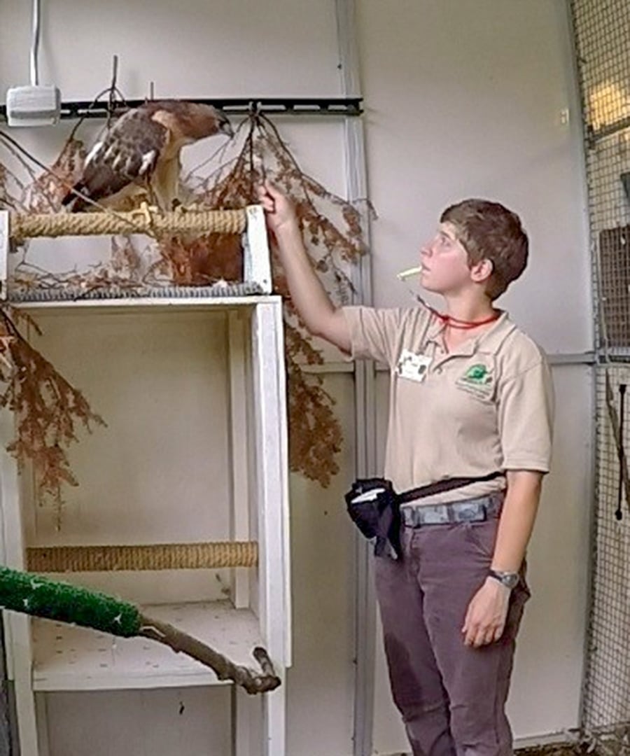 A wildlife naturalist offers a red-tailed hawk a piece of food to help get the bird comfortable with humans in its enclosure.
