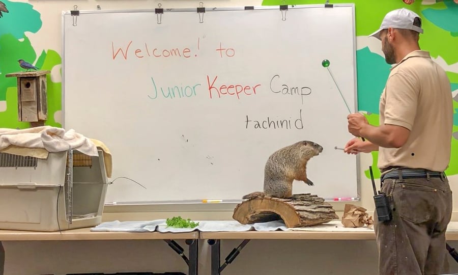 A man extends a stick toward a woodchuck who is perched on a table in front of a whiteboard.