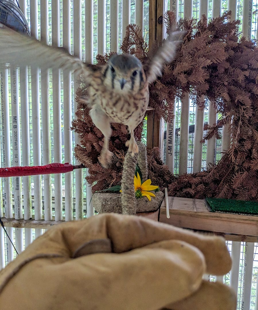 A kestrel flies from it's post to a gloved hand in its enclosure.